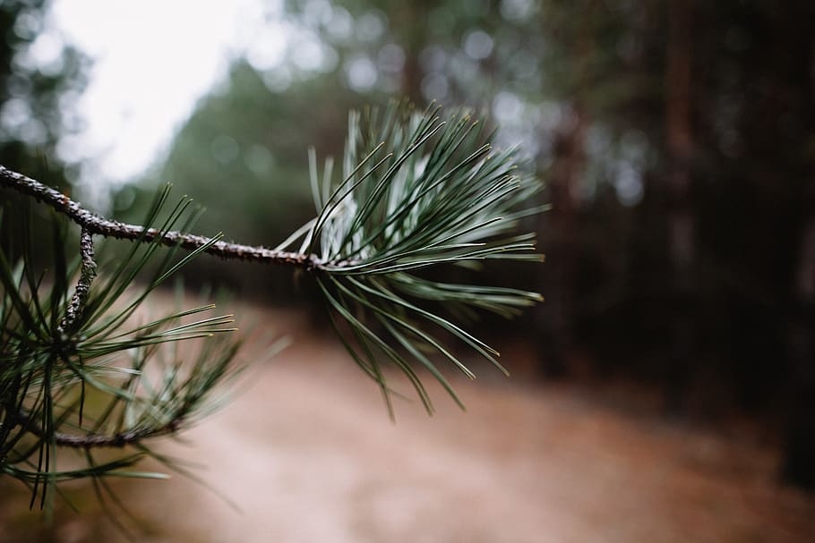 trees, woods, forest, green, leaves, leaf, plant, pine tree HD wallpaper