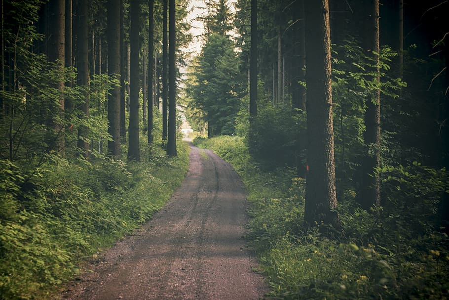 tree, plant, forest, land, direction, the way forward, tranquility HD wallpaper