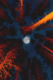 full moon, night, tree, light, glow, looking up, orange, red HD wallpaper