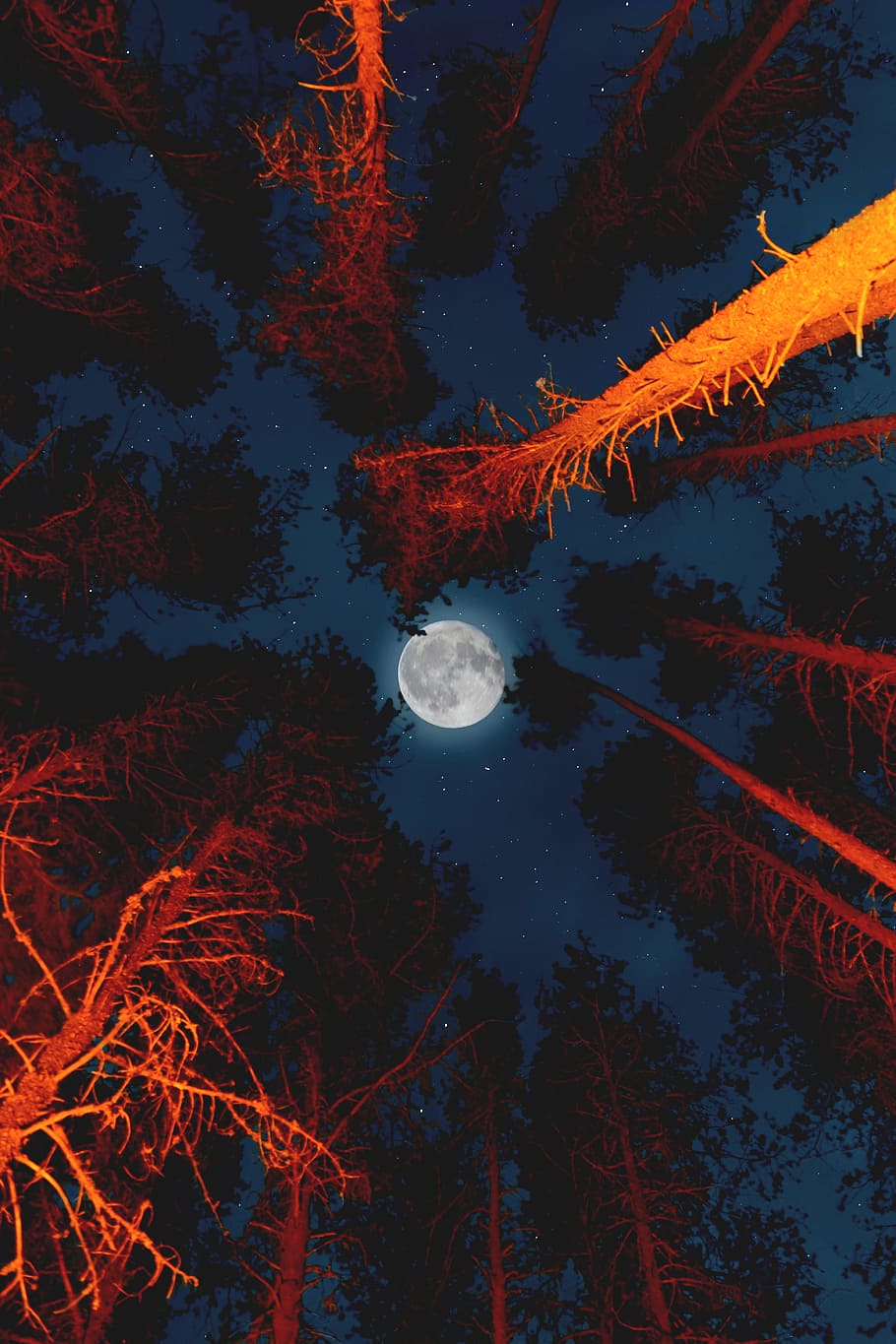 full moon, night, tree, light, glow, looking up, orange, red HD wallpaper