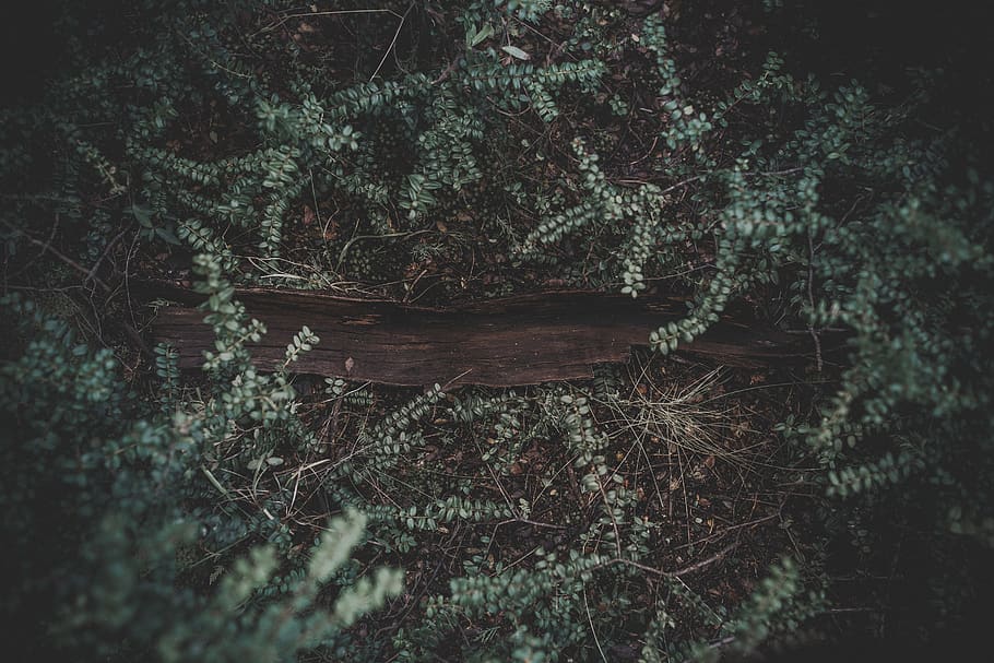 forest, flowers, nature, fall, winter, green, outdoor, wild HD wallpaper
