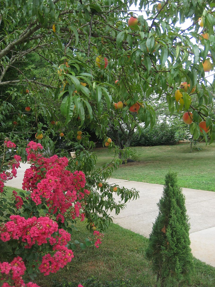 peach tree, fruit tree, nature, plants, growth, beauty in nature HD wallpaper