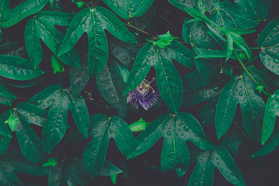 green plants, leaf, dark, purple, drop, water, art, flora, grass HD wallpaper