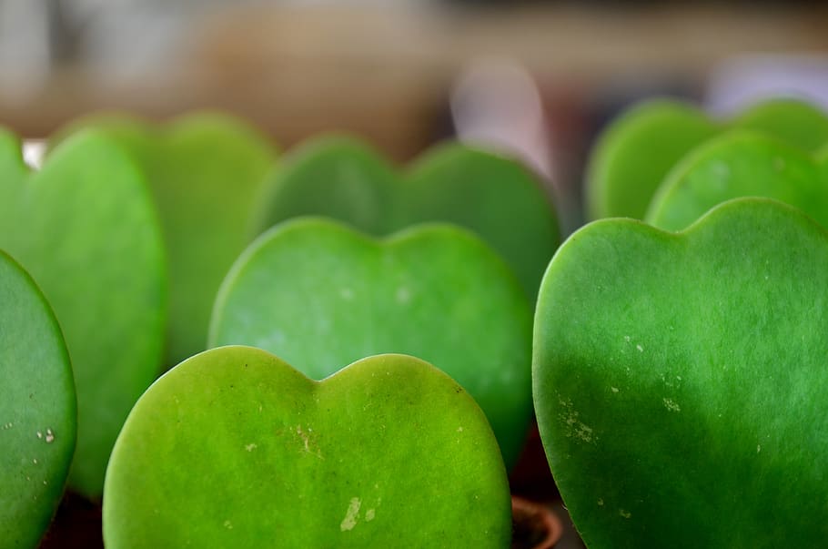 vert, plante, cœur, cactus, green color, food, close-up, food and drink HD wallpaper