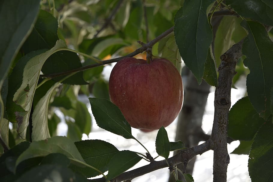apple, fruit, apple tree, food and drink, healthy eating, leaf HD wallpaper