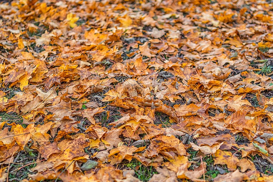 orange, leaf, autumn, yellow, fall, texture, color, colorful HD wallpaper