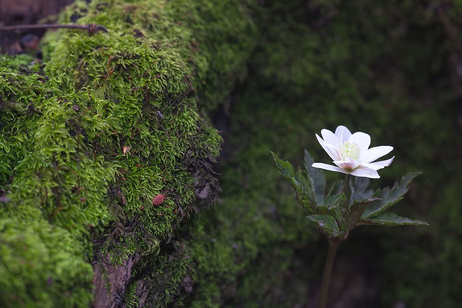 beautiful, blossom, bunch, closeup, detail, flora, floral, flores HD wallpaper