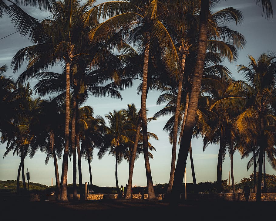 tree, arecaceae, plant, palm tree, summer, painting, art, tropical HD wallpaper