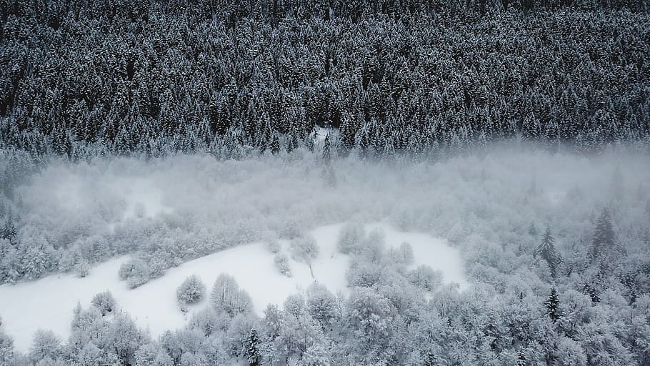 fogs over the trees, nature, outdoors, plant, ice, abies, fir HD wallpaper