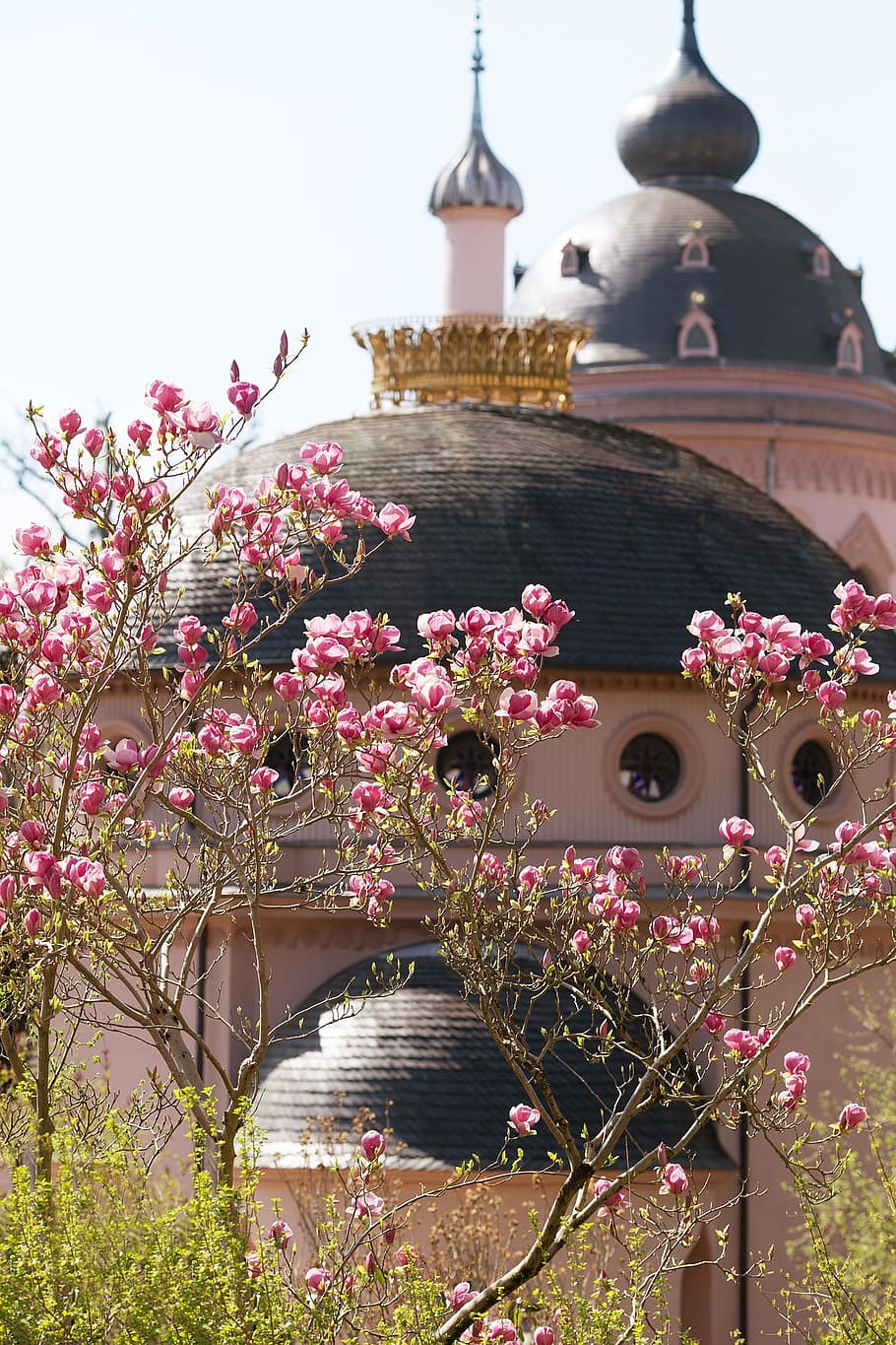 magnolia, construction, building, architecture, design, flowering plant HD wallpaper