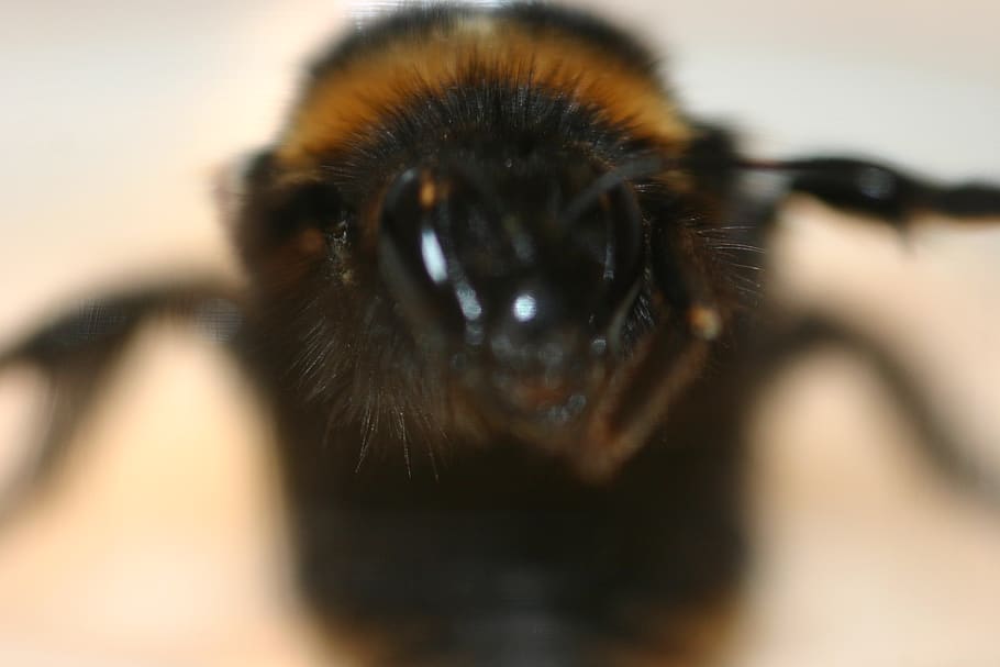 bee, close-up, eye, one animal, body part, human body part HD wallpaper