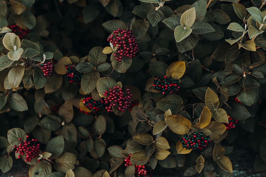 round red fruits, beauty in nature, freshness, plant part, leaf HD wallpaper