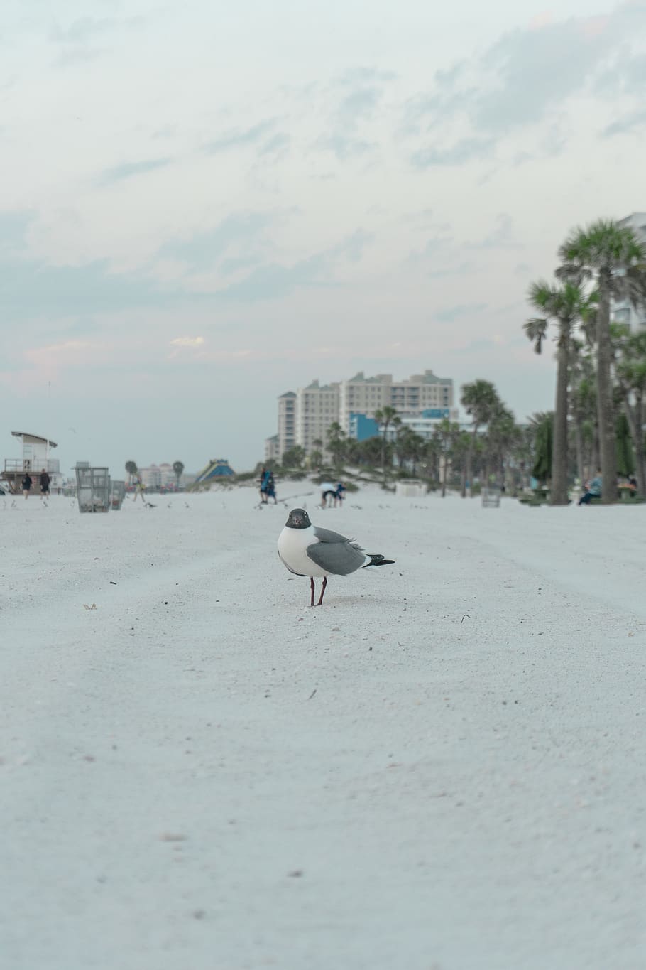 black and white bird during daytime\, animal, person, human, seagull HD wallpaper