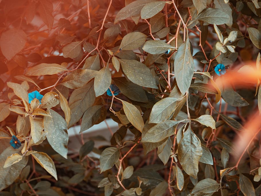 green leaf tree during daytime, plant part, leaves, autumn, dry HD wallpaper