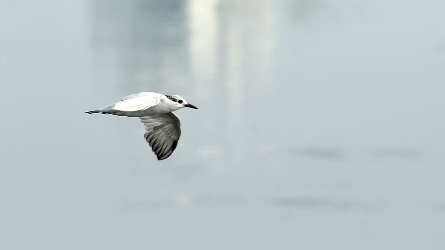tern, whiskered, bird, avian, flight, flying, migratory, wetland HD wallpaper