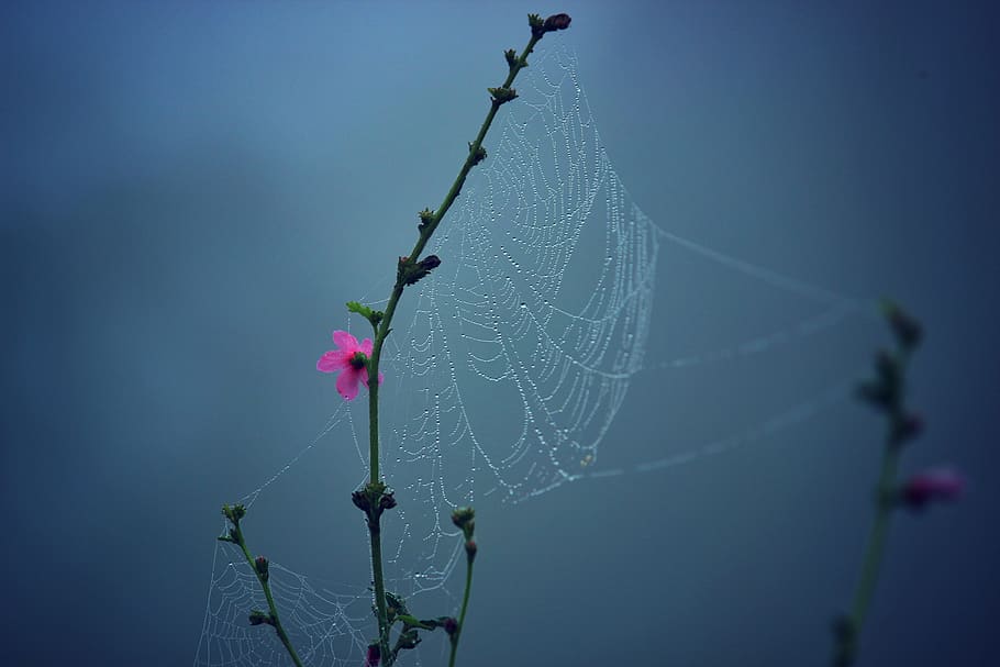 nature, flowers, branches, stalks, stems, spider, web, pink HD wallpaper