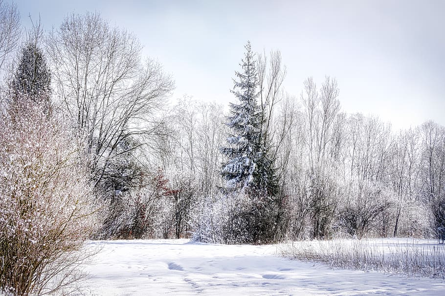 tree, winter, snow, landscape, nature, cold, wintry, snowy HD wallpaper