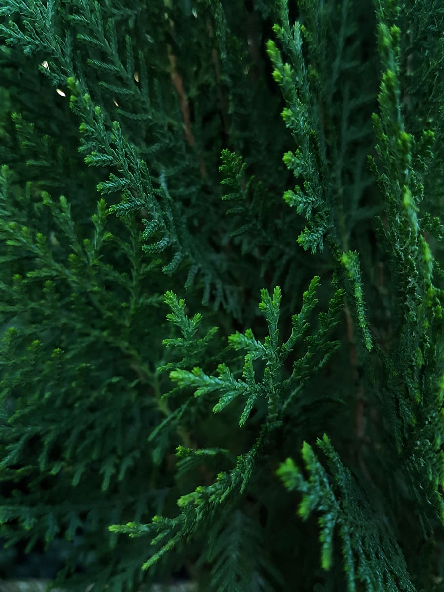 algeria, heliopolis, plant, growth, green color, beauty in nature HD wallpaper