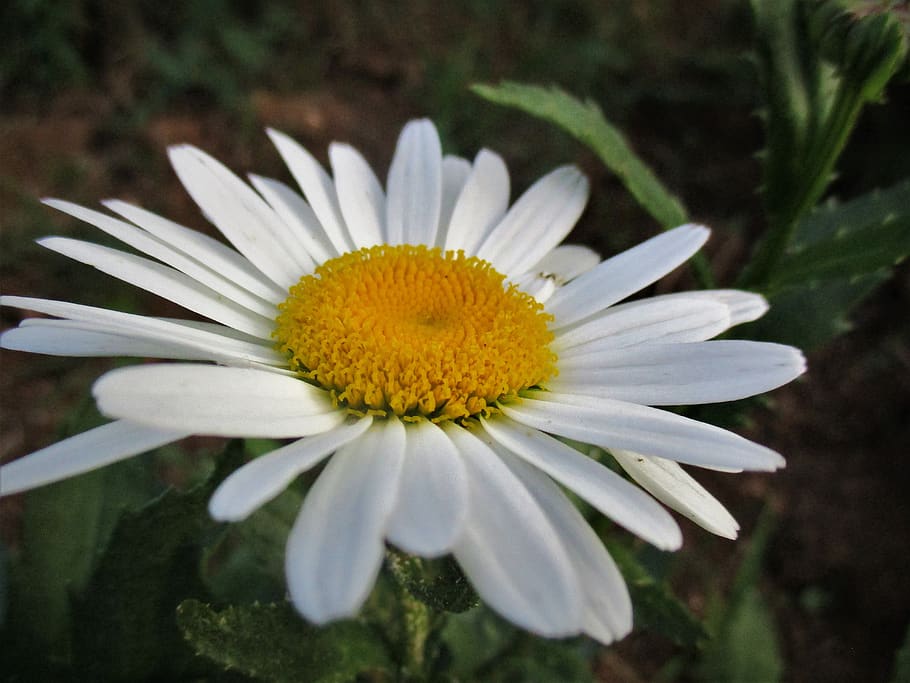 daisy, flower, spring, nature, white, summer, daisies, flora HD wallpaper