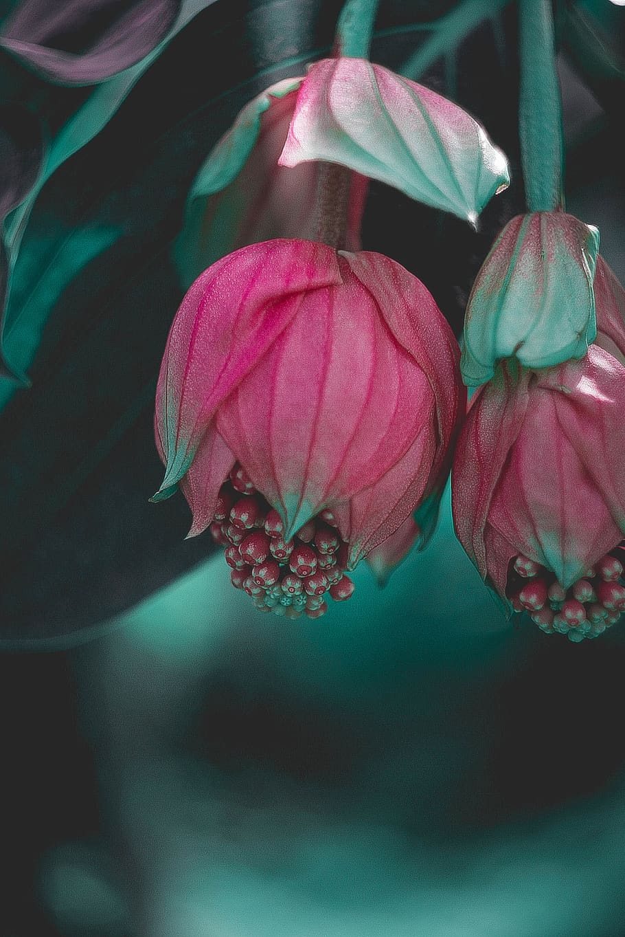 flowering plant, close-up, beauty in nature, freshness, petal HD wallpaper
