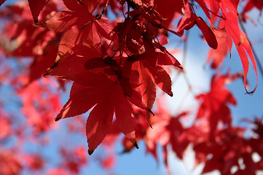 japanese acer tree, autumn leaves, red, autumn color, reds, HD wallpaper