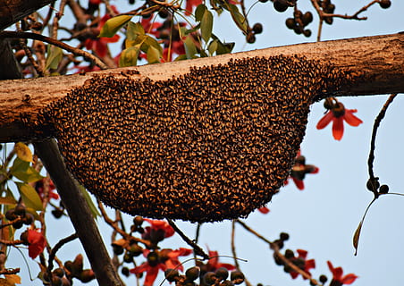 honeybees, beehive, beekeeping, honeycomb, insect, colony, pollen HD wallpaper