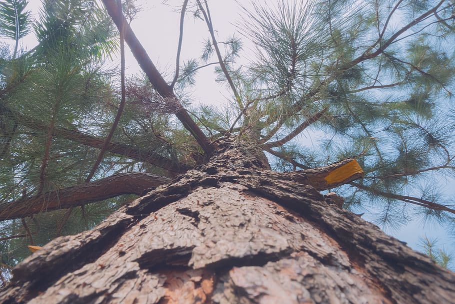 tree, plant, tree trunk, leaf, conifer, fir, abies, sun, sky HD wallpaper