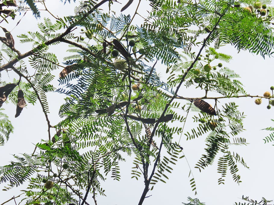 Branches and Leaves, Trees, green leaves, sky, plant, low angle view HD wallpaper