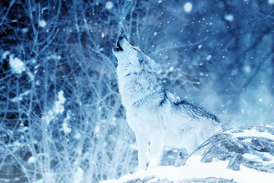 Wolf during Winter, animal, cold, color, fog, frost, frosty, frozen