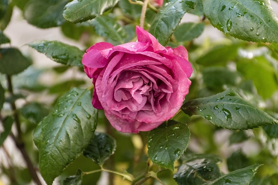 rose, flower, bloom, blossom, morning dew, rain drops, quenching thirst HD wallpaper