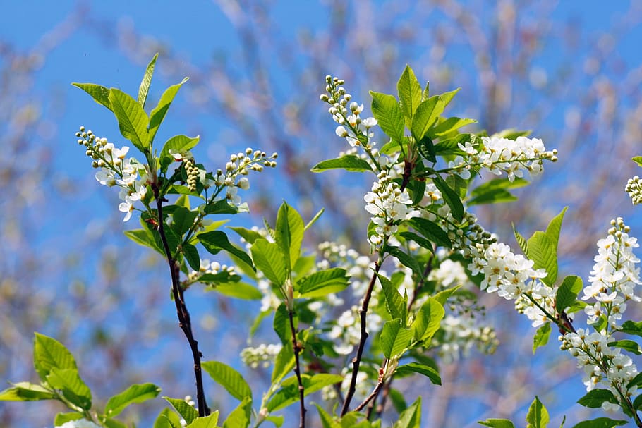 beautiful, blossom, bright, bunch, closeup, detail, flora, floral HD wallpaper