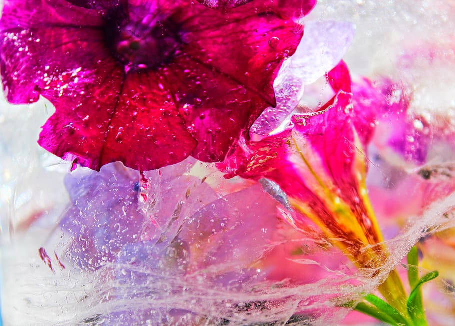 Closeup Photography of Pink Petunia Flower, art, beautiful, bloom HD wallpaper
