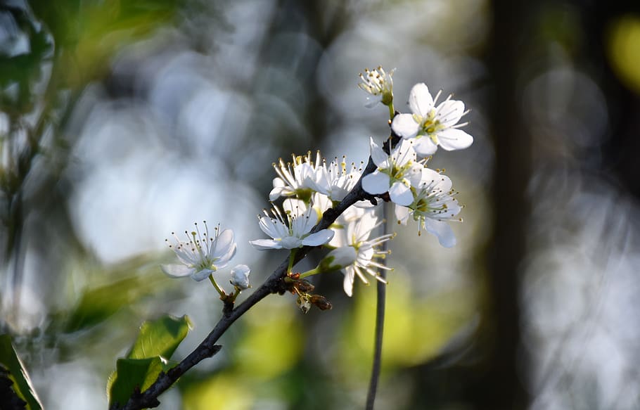white flowers, branches, spring, blossom, blooming, nature HD wallpaper