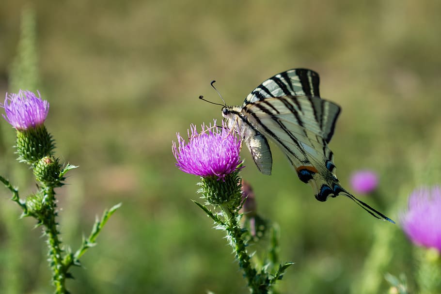 butterfly, flower, wing, flowering plant, insect, animal wildlife HD wallpaper