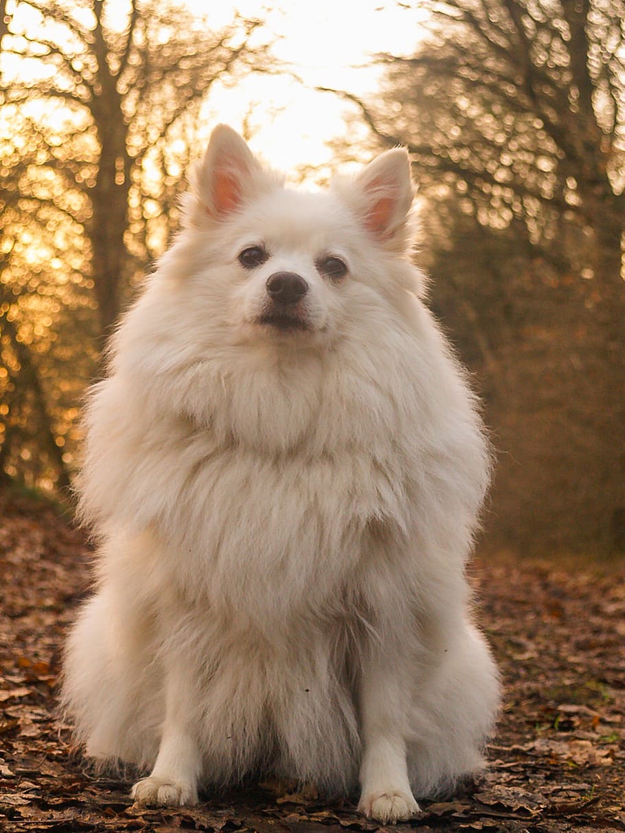 dog, spitz, forest, cute, animal, pet, puppy, white, portrait HD wallpaper