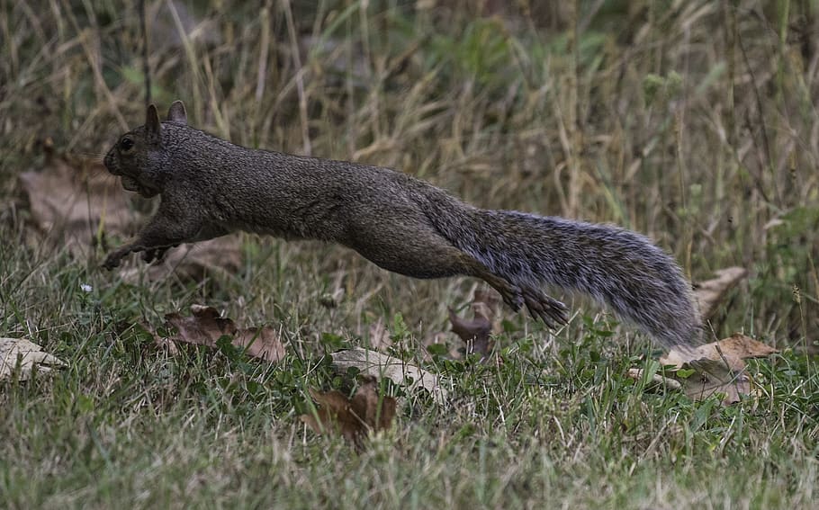 squirrel, running, jumping, leaping, bushy, furry, animal, wildlife HD wallpaper