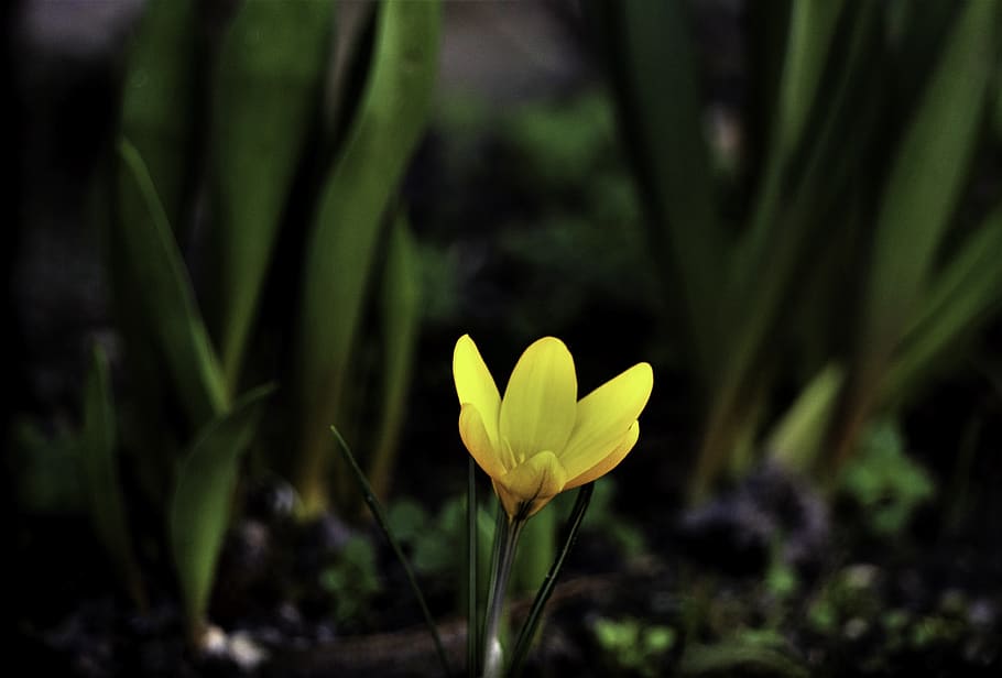 crocus, yellow, flower, nature, flora, flowering plant, freshness HD wallpaper