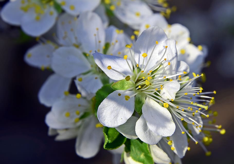 plum tree flowers, spring, branch, nature, blooms at, wood HD wallpaper