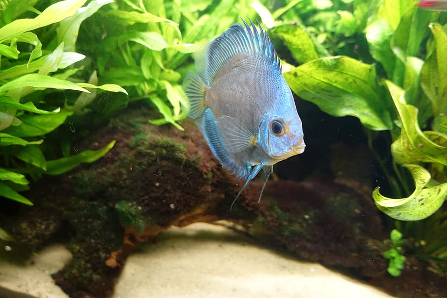 discus, fish, aquarium, cichlid, south america, animal, animal themes HD wallpaper