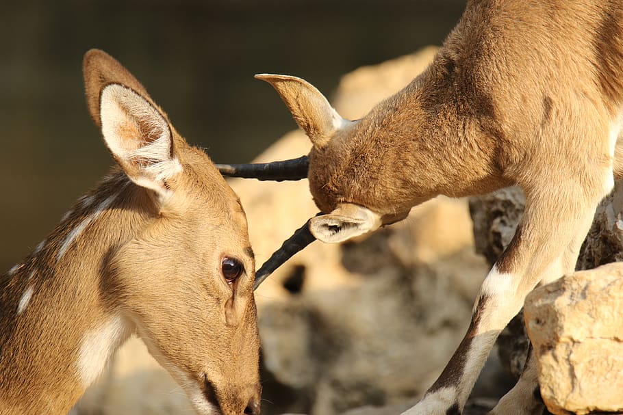 deer, gazelle, animal, rubbing antlers, affection, animal themes, HD wallpaper