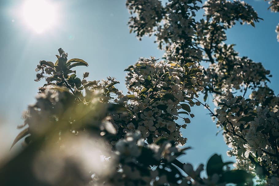 White Cherry Blossom Tree in Bloom at Daytime, blooming, branches HD wallpaper