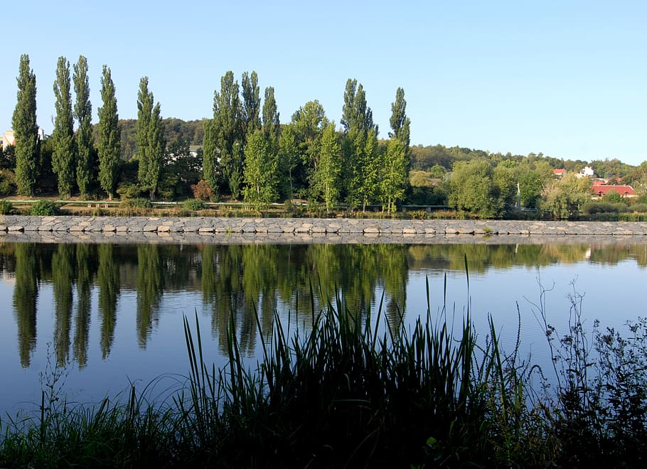 reflection, water, poplars, dam, line, tree, plant, lake, sky HD wallpaper
