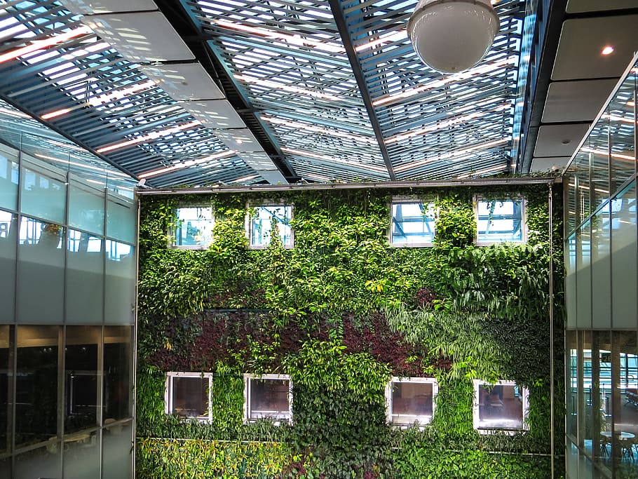 Photograph of plants growing on a wall, architectural design HD wallpaper