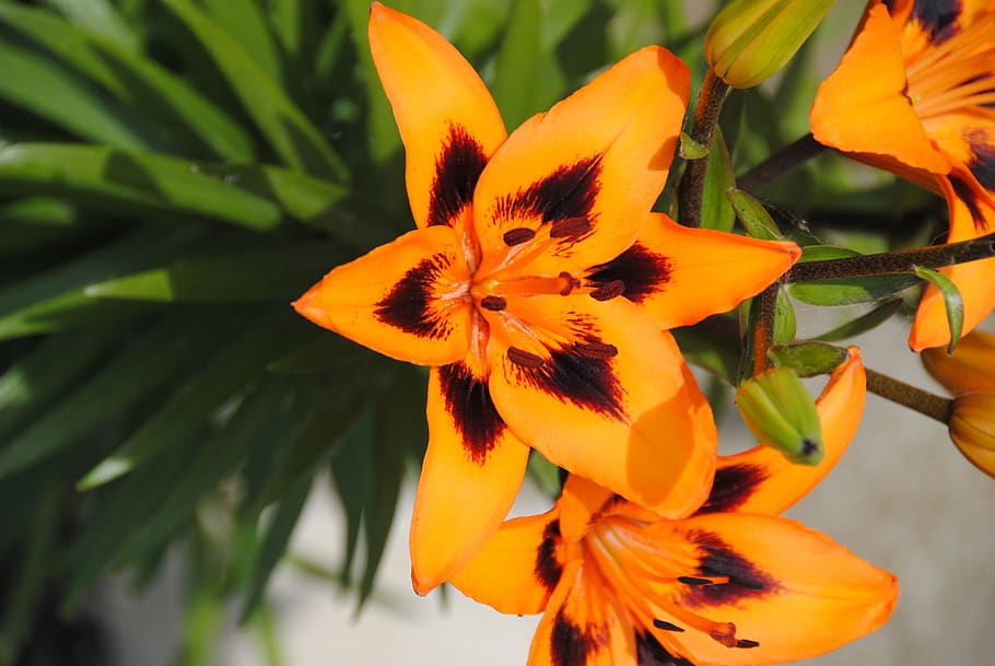 lily, orange, flowering plant, growth, fragility, vulnerability HD wallpaper