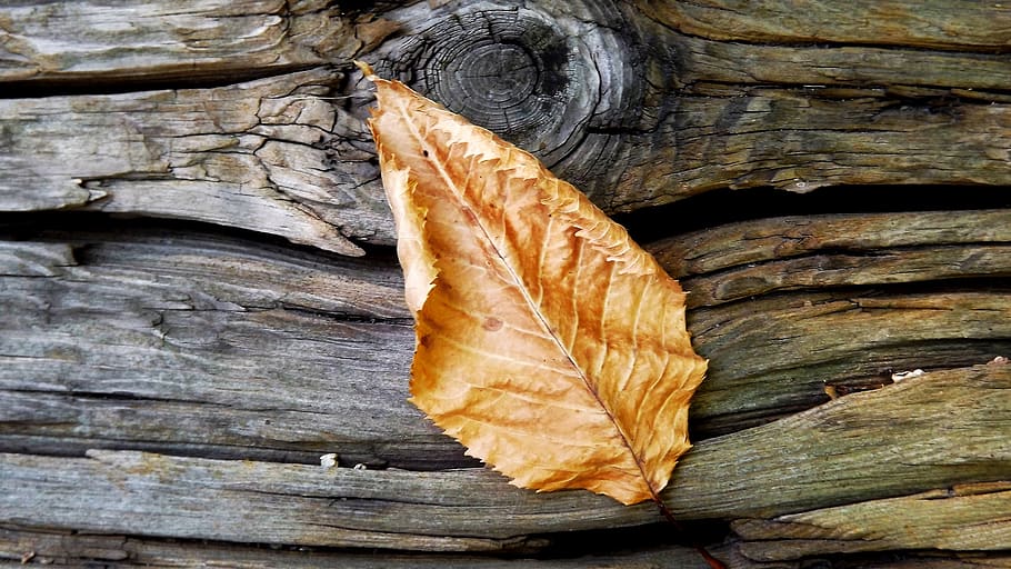 tree, piece, rub, wood, autumn, leaf, dry, close-up, plant part, HD wallpaper