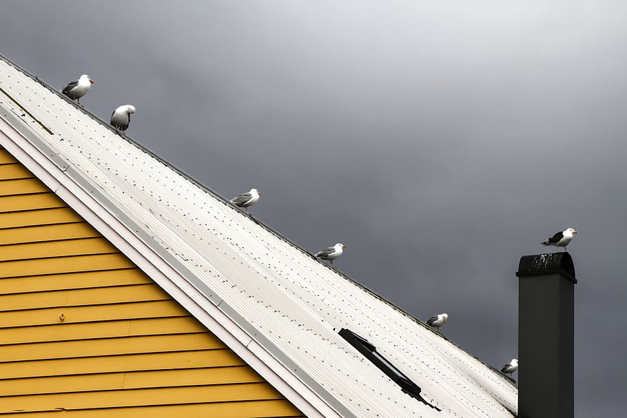 norway, kalvåg, resting, clouds, yellow, seagull, roof, sitting HD wallpaper