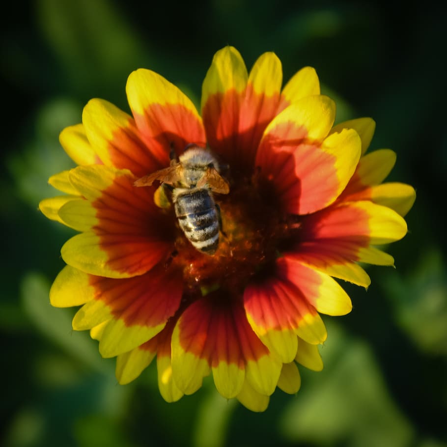 yellow, red, flower, blossom, bee, macro, green, feeding, closeup HD wallpaper