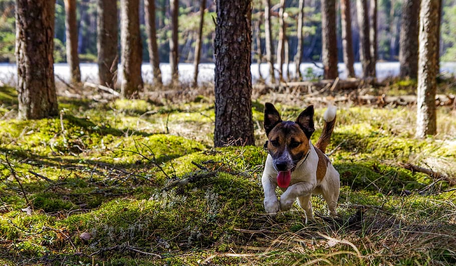 Adult Jack Russell Terrier Running on the Green Grass Field, adorable HD wallpaper