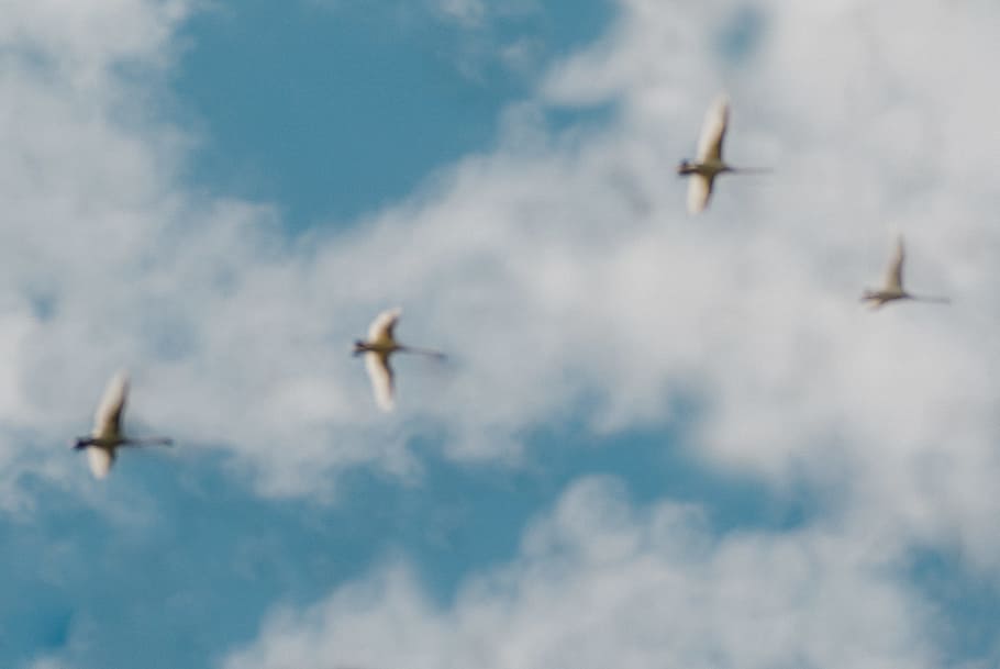 Swans in the sky, background, birds, blur, blurred, nostalgia HD wallpaper