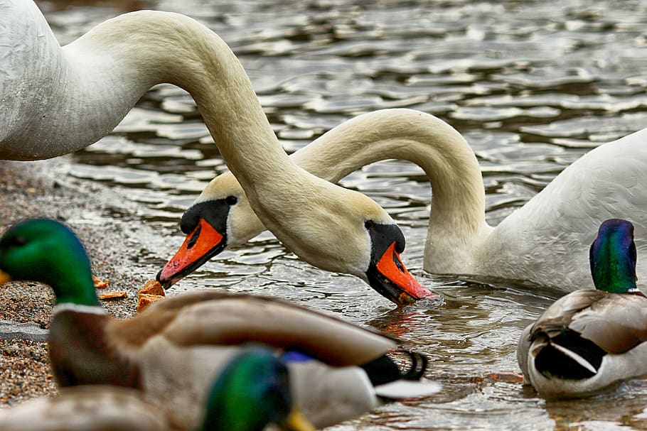swan, nature, bird, duck, sea, animal, animal themes, animals in the wild HD wallpaper